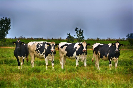 Ganado bovino: Distintas dietas cambian emisión de gases de efecto invernadero