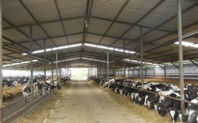 Fórmulas para mejorar la rentabilidad de los terneros machos de lechería