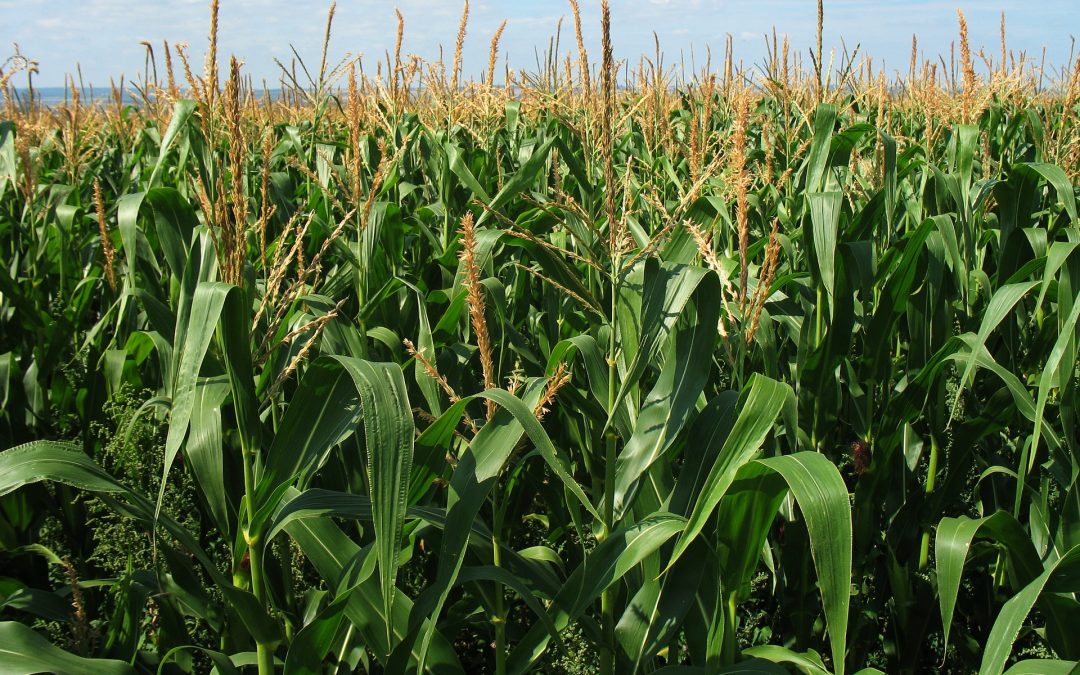 Bolsa de Chicago: Alza del trigo y compras de especuladores hicieron subir el precio del maíz