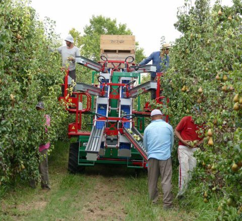 Consideraciones para mecanizar un huerto frutal