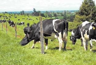 Primavera seca inquieta a ganaderos del sur