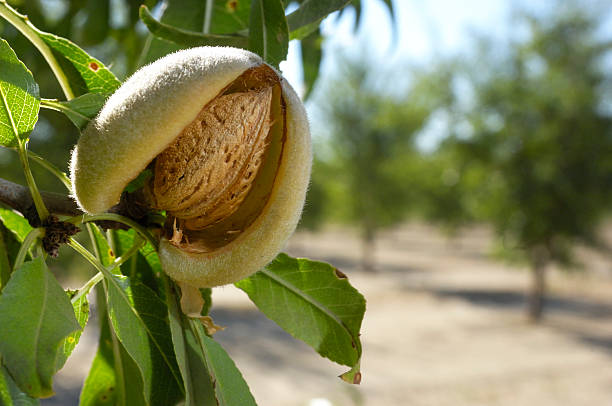 Almendreros sufren por baja producción